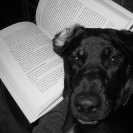 Guinness the dog