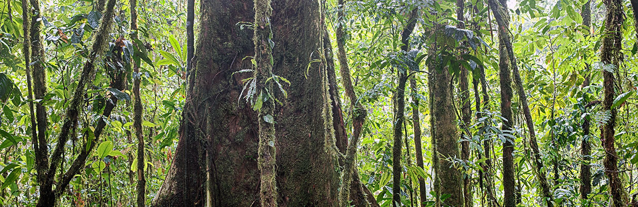 Finding An Amazonian New Eden