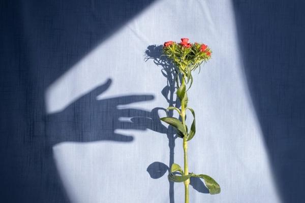 Shadows and Light on Palliative Care